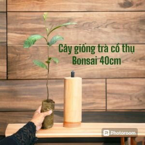 Cây Giống Trà Cổ Thụ Bonsai 40cm