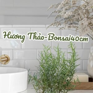 Cây Hương Thảo Bonsai 40cm
