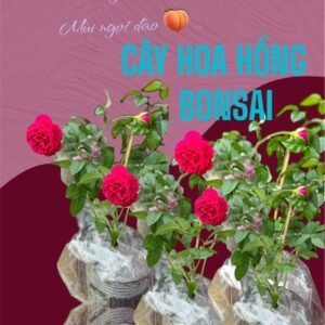 ** Cây Hoa Hồng Bonsai Từ BeePlusLife**