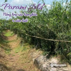 Nông Trại cây Parami 4 Năm Tuổi của BeePlusLife
